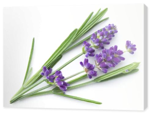 Lavender flowers isolated over white background. View from above