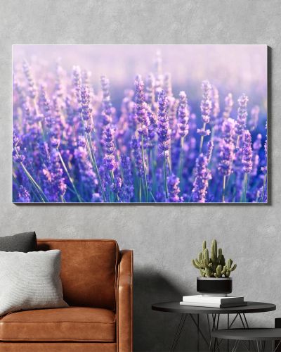 Lavender flowers