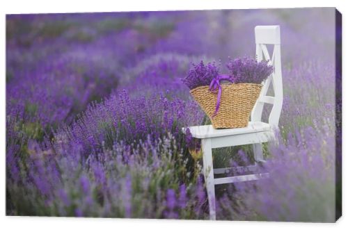 Fragrant blooming lavender in a basket on a lavender field.