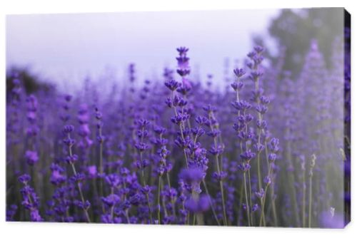 Lavender flowers in field