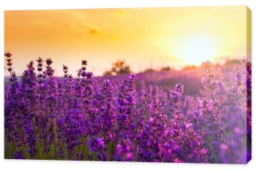 Lavender field in Tihany, Hungary