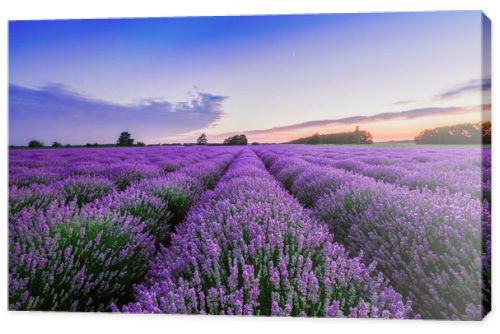 Sunrise and dramatic clouds over Lavender Field