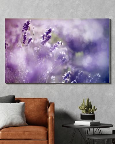 Lavender in the field