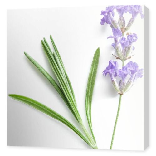 Bunch of lavandula or lavender flowers isolated on white backgro