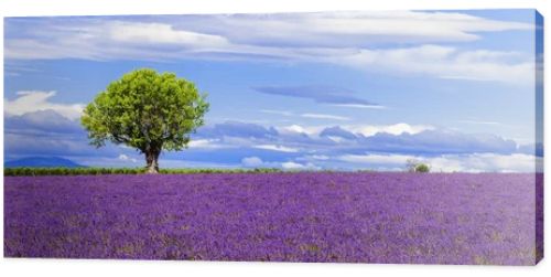 Panoramic view of lavender field with tree