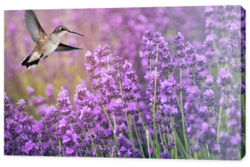 Hummingbird feeding on wild flowers