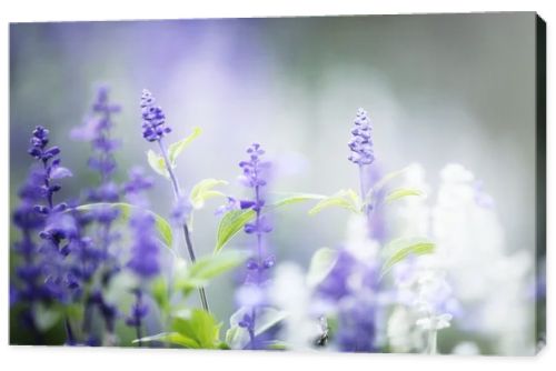 lavender flower