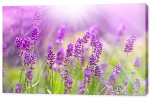 Beautiful lavender bathed in sunlight
