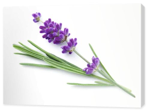 Lavender flower isolated over white background. Top view, flat lay