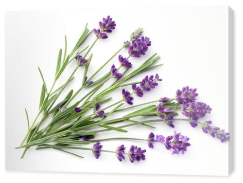 Lavender isolated on white background. Flat lay. Top view