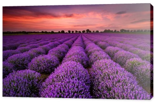 Lavender sunset