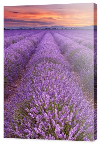 Sunrise over blooming fields of lavender in the Provence, France