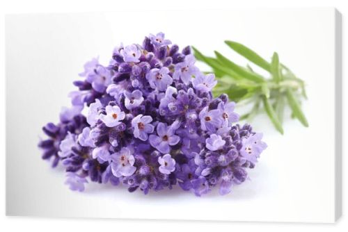 Lavender flowers in closeup
