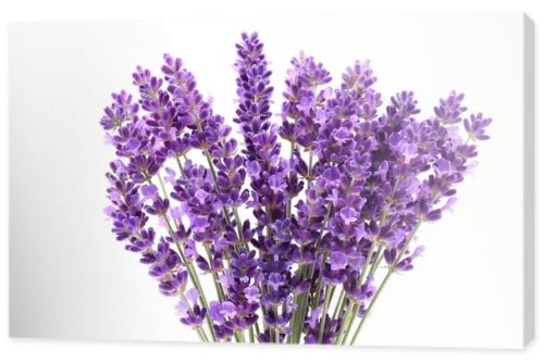 Lavender flowers against white background. Isolated object.