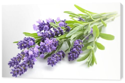 Lavender flowers on a white