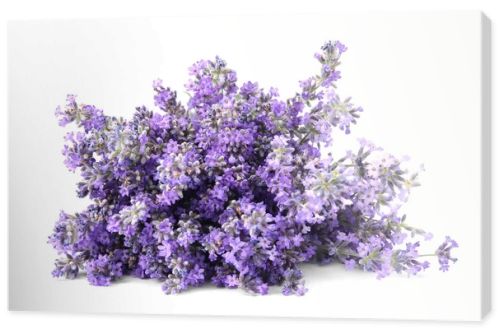 Beautiful tender lavender flowers on white background