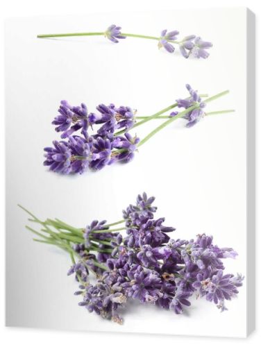 Set of lavender flowers on white background