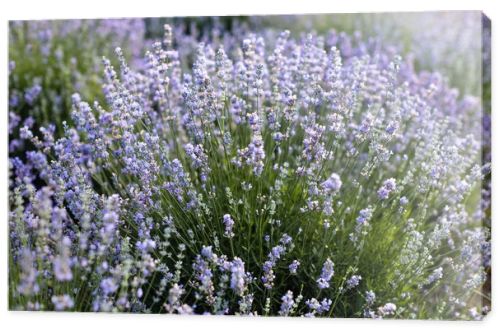 beautiful violet lavender flowers in field