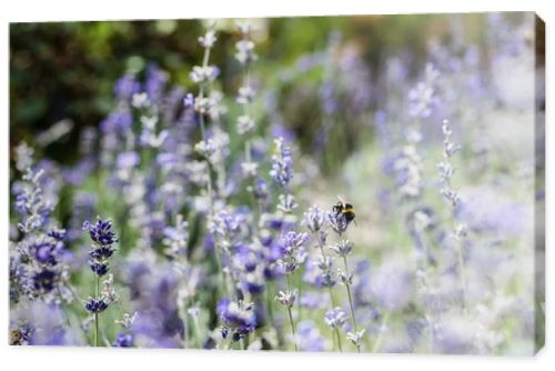 selective focus of blooming purple lavender flowers in summer