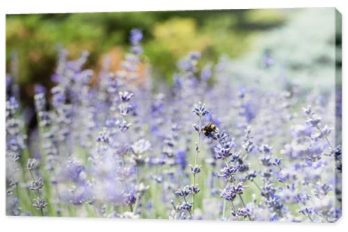 selective focus of blooming purple lavender flowers in summertime 