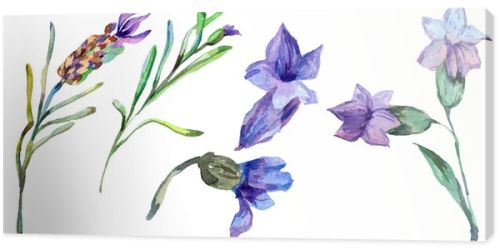 Purple lavender flowers. Wild spring wildflowers isolated on white. Hand drawn lavender flowers in aquarelle. Watercolor background illustration.