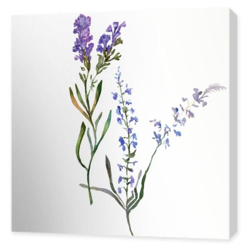 Purple lavender flowers. Wild spring wildflowers isolated on white. Hand drawn lavender flowers in aquarelle. Watercolor background illustration.