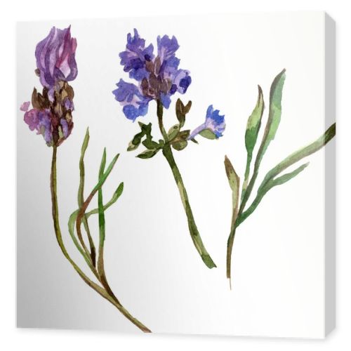 Purple lavender flowers. Wild spring wildflowers isolated on white. Hand drawn lavender flowers in aquarelle. Watercolor background illustration.
