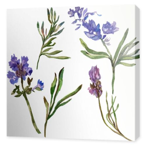 Purple lavender flowers. Wild spring wildflowers isolated on white. Hand drawn lavender flowers in aquarelle. Watercolor background illustration.