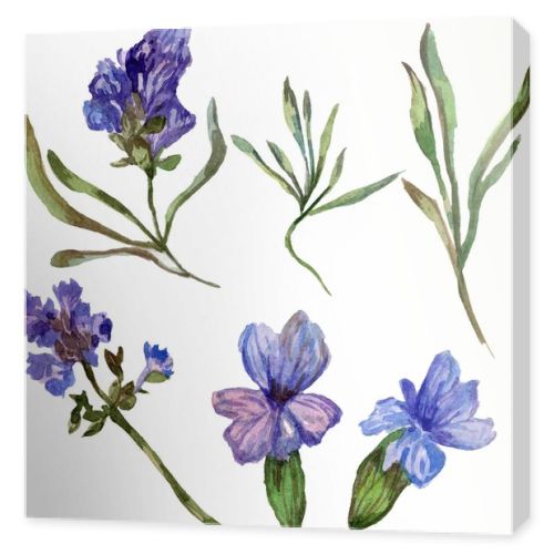 Purple lavender flowers. Wild spring wildflowers isolated on white. Hand drawn lavender flowers in aquarelle. Watercolor background illustration.