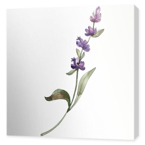 Purple isolated lavender flower. Watercolor background illustration element.