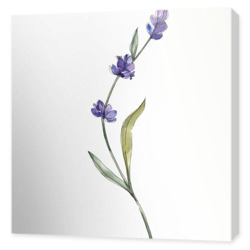 Purple isolated lavender flower. Watercolor background illustration element.
