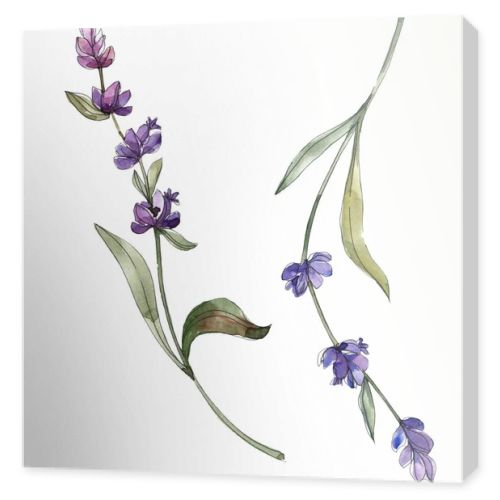 Purple isolated  lavender flowers. Watercolor illustration elements.