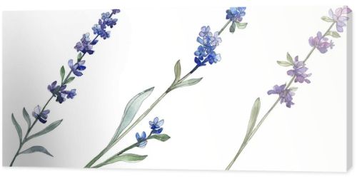 Purple lavender floral botanical flower. Wild spring leaf wildflower isolated. Watercolor background illustration set. Watercolour drawing fashion aquarell. Isolated lavender illustration element.