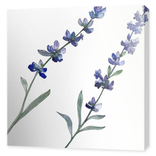 Purple lavender floral botanical flower. Wild spring leaf wildflower isolated. Watercolor background illustration set. Watercolour drawing fashion aquarell. Isolated lavender illustration element.