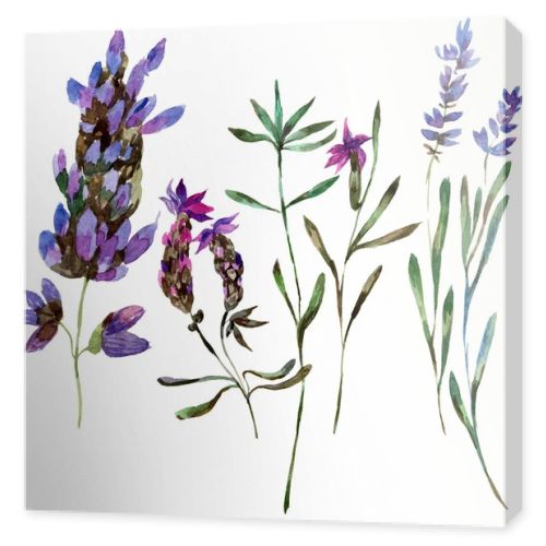 Beautiful purple lavender flowers isolated on white. Watercolor background illustration. Watercolour drawing fashion aquarelle isolated lavenders illustration element.