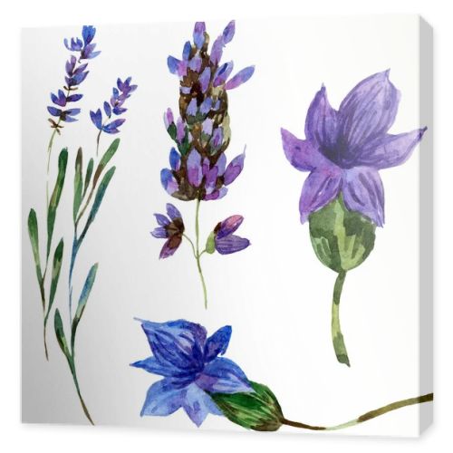 Beautiful purple lavender flowers isolated on white. Watercolor background illustration. Watercolour drawing fashion aquarelle isolated lavenders illustration element.