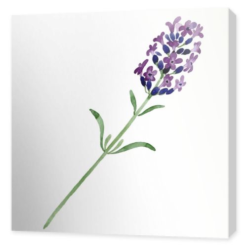 Violet lavender floral botanical flower. Watercolor background illustration set. Isolated lavender illustration element.