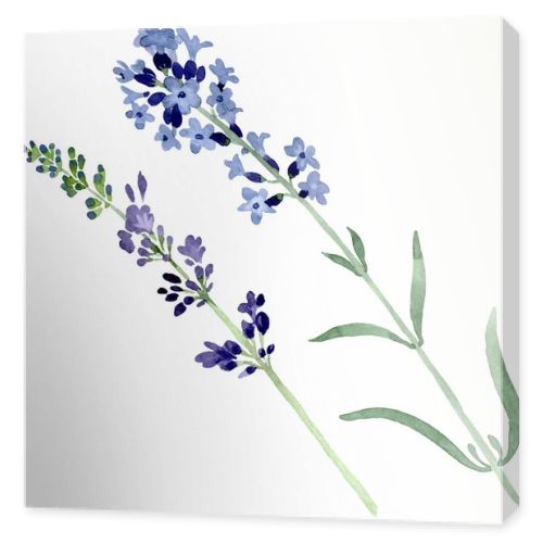 Violet lavender floral botanical flower. Watercolor background illustration set. Isolated lavender illustration element.