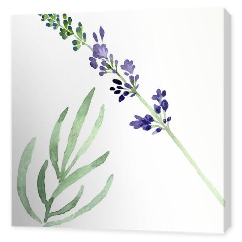 Violet lavender floral botanical flower. Watercolor background illustration set. Isolated lavender illustration element.