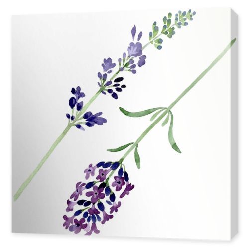 Violet lavender floral botanical flower. Watercolor background illustration set. Isolated lavender illustration element.