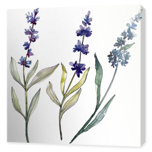 Lavender floral botanical flowers. Watercolor background illustration set. Isolated levender illustration element.