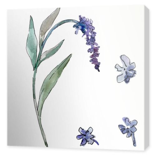Lavender floral botanical flowers. Watercolor background illustration set. Isolated lavender illustration element.