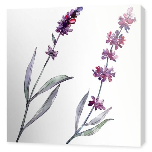 Lavender floral botanical flowers. Wild spring leaf wildflower isolated. Watercolor background illustration set. Watercolour drawing fashion aquarelle isolated. Isolated lavender illustration element.