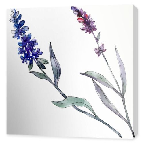 Lavender floral botanical flowers. Wild spring leaf wildflower isolated. Watercolor background illustration set. Watercolour drawing fashion aquarelle isolated. Isolated lavender illustration element.