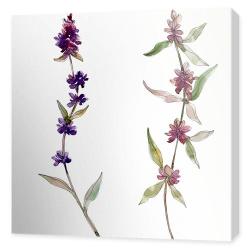 Purple lavender floral botanical flowers. Wild spring leaf wildflower isolated. Watercolor background illustration set. Watercolour drawing fashion aquarelle. Isolated lavender illustration element.