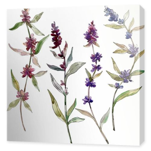 Purple lavender floral botanical flowers. Wild spring leaf wildflower isolated. Watercolor background illustration set. Watercolour drawing fashion aquarelle. Isolated lavender illustration element.
