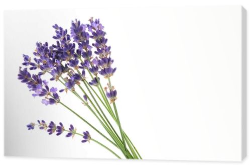 Several lavender flowers isolated on a white background. Small lavender bouquet on white.