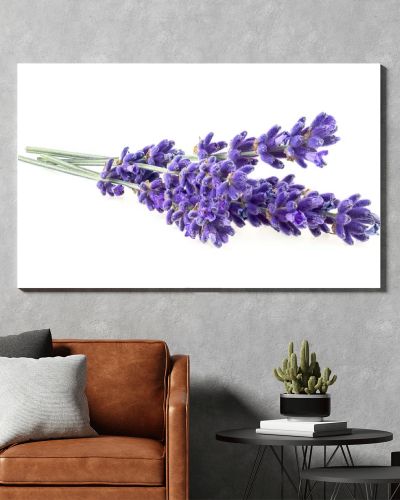 Lavender flowers isolated on a white background. Bunch of lavender.