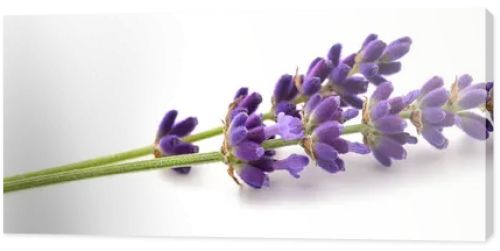 Lavender flowers  isolated on white background