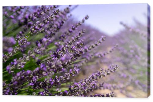 Blooming lavender in a field, close-up